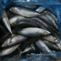 pacific mackerel အေးခဲငါး၏ လတ်ဆတ်သော သိပ္ပံအမည်